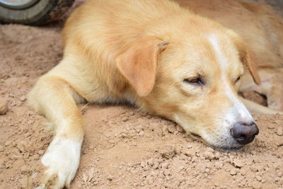 Close-up of a dog resting