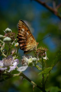 Close-up of butterfly pollinating on flower