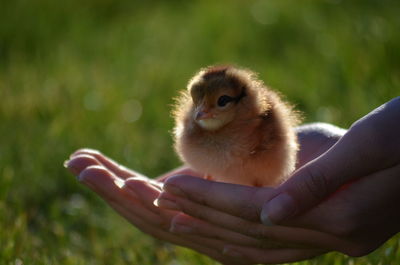 Close-up of hand holding bird