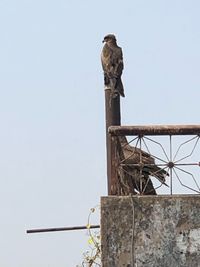 Low angle view of bird perching on pole against sky