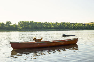 Dog standing on canoe in river against clear sky