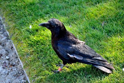 Black bird perching on a field