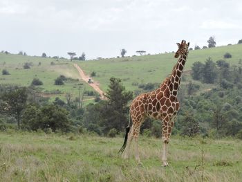 Giraffe on grassy field against sky