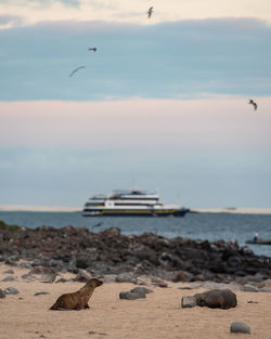 View of seagulls on beach while seal pups play on the beach. yatch in background.