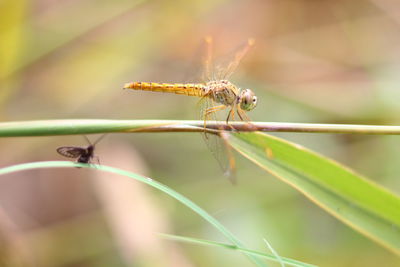 Close-up of insect on leaf