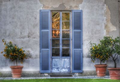 Potted plants on window of building