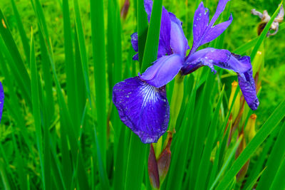 Close-up of water drops on purple flower blooming outdoors