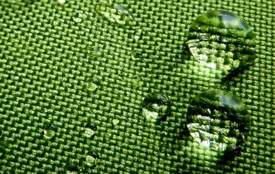 Full frame shot of fruit on plant