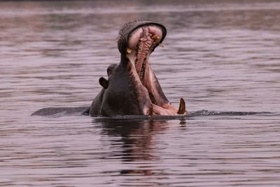Hippo in a river 
