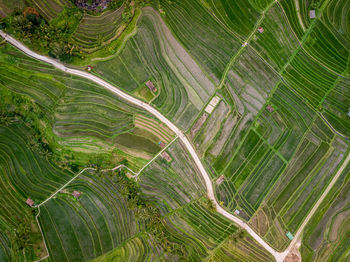 High angle view of agricultural field