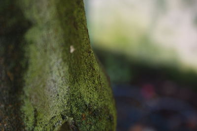 Close-up of moss on tree trunk