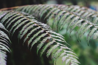 Close-up of fern leaves