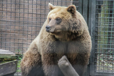 Close-up of lion in cage at zoo