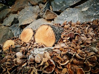 Stack of logs