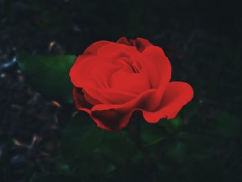 Close-up of red rose blooming outdoors