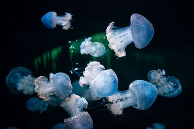 Close-up of jellyfishes swimming in sea