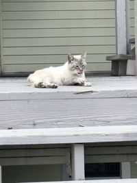 Portrait of a cat