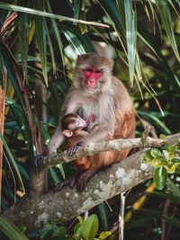 Monkeys sitting on tree in forest