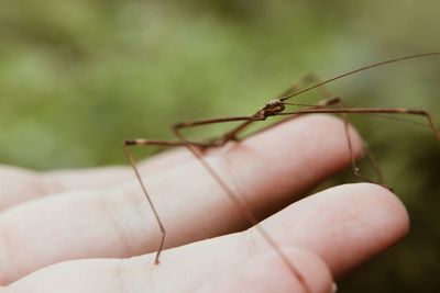 Cropped hand holding stick insect