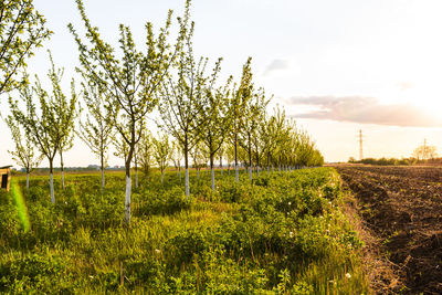 Plants growing on field against sky