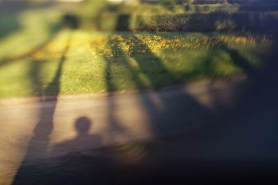 Close-up of spider web on tree