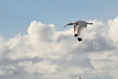 Low angle view of bird flying against sky