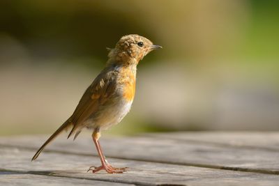 Robin on wooden table