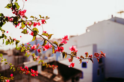 Low angle view of pink cherry blossoms against sky