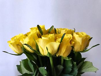 Close-up of yellow flower against white background