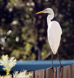 A great egret with perfect white feathers in queensland, australia