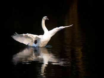 White swan with wings spread in lake, evening light reflection, cygnus olor