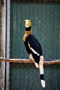 Close-up of bird perching in cage at zoo
