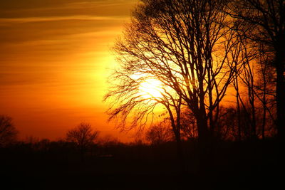 Silhouette of trees at sunset