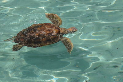 High angle view of turtle swimming in sea