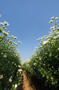 Low angle view of flower trees against clear sky