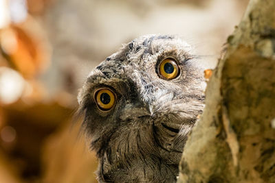 Close-up of owl