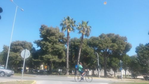 Road passing through trees