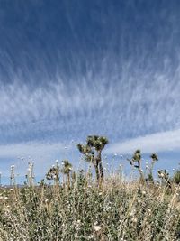 Plants growing on land against sky