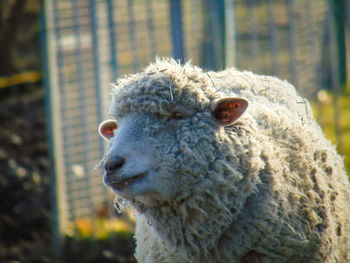 Close-up of an animal in zoo