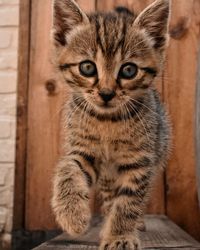 Close-up portrait of tabby kitten