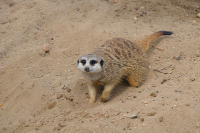 High angle view of lizard on sand