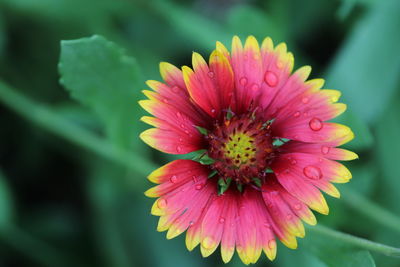 Close-up of pink flower