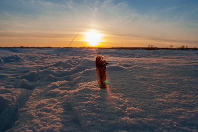 Close-up of feather in snow during sunset