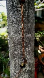 Close-up of insect on tree