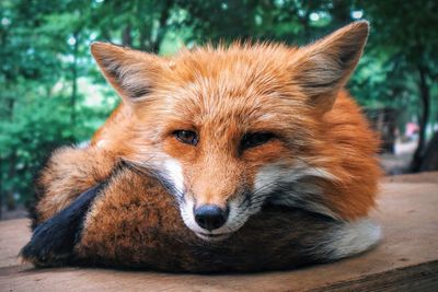 Resting fox staring into camera lens