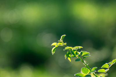 Close-up of plant