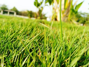 Close-up of grass on field