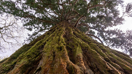Low angle view of pine tree