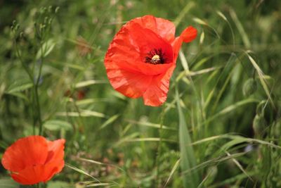 Close-up of red poppy flower