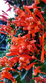 Close-up of orange flowers blooming outdoors